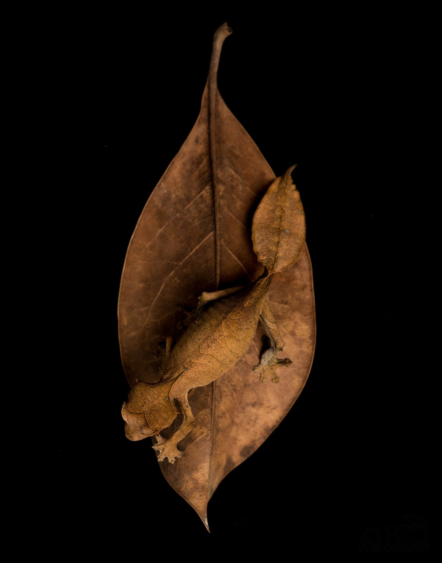 Satanic Leaf-Tailed Gecko
