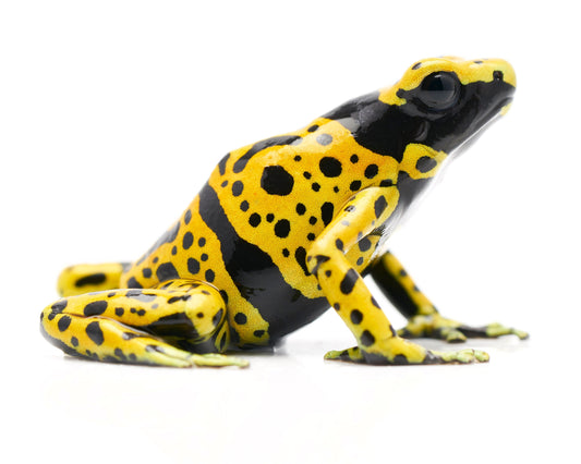 Dendrobates leucomelas 'Fine Spot'