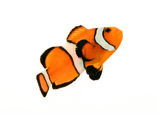 Clownfish