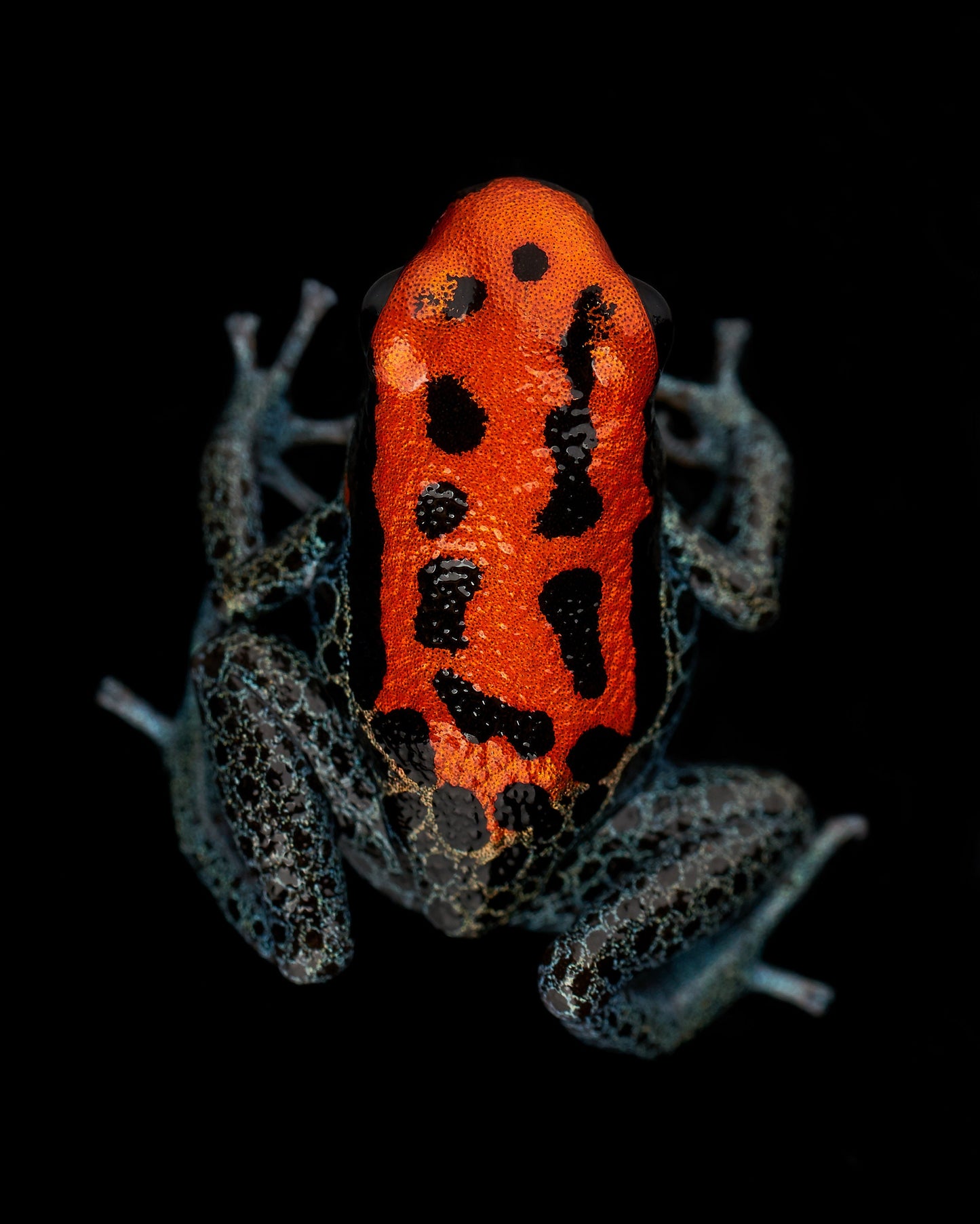 Ranitomeya reticulata