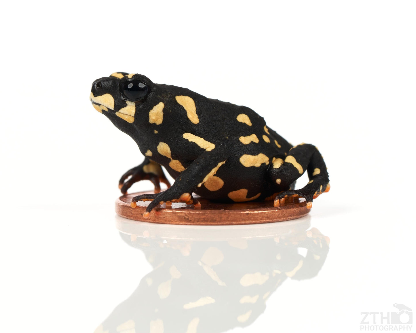 Bumblebee Toad