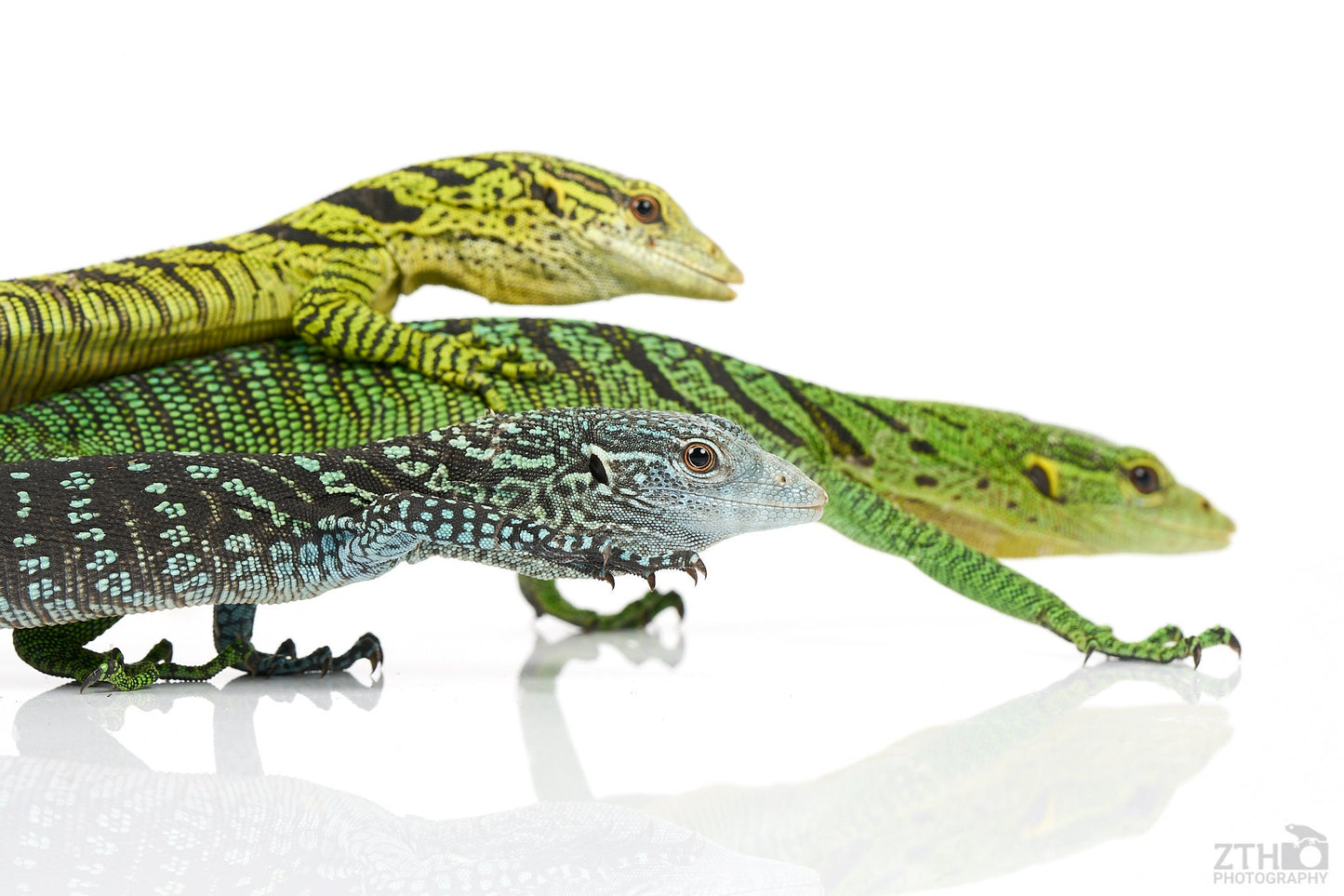 Group of Tree Monitors