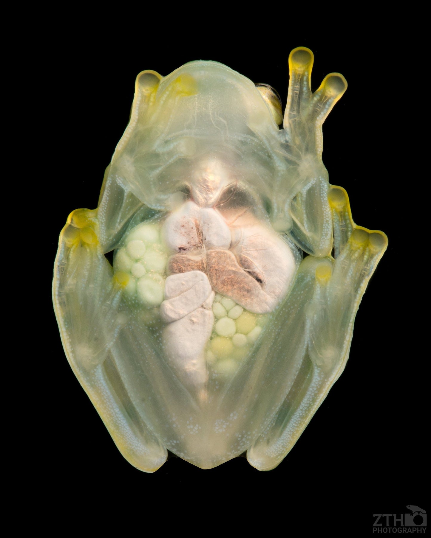 Glass Frog Portrait