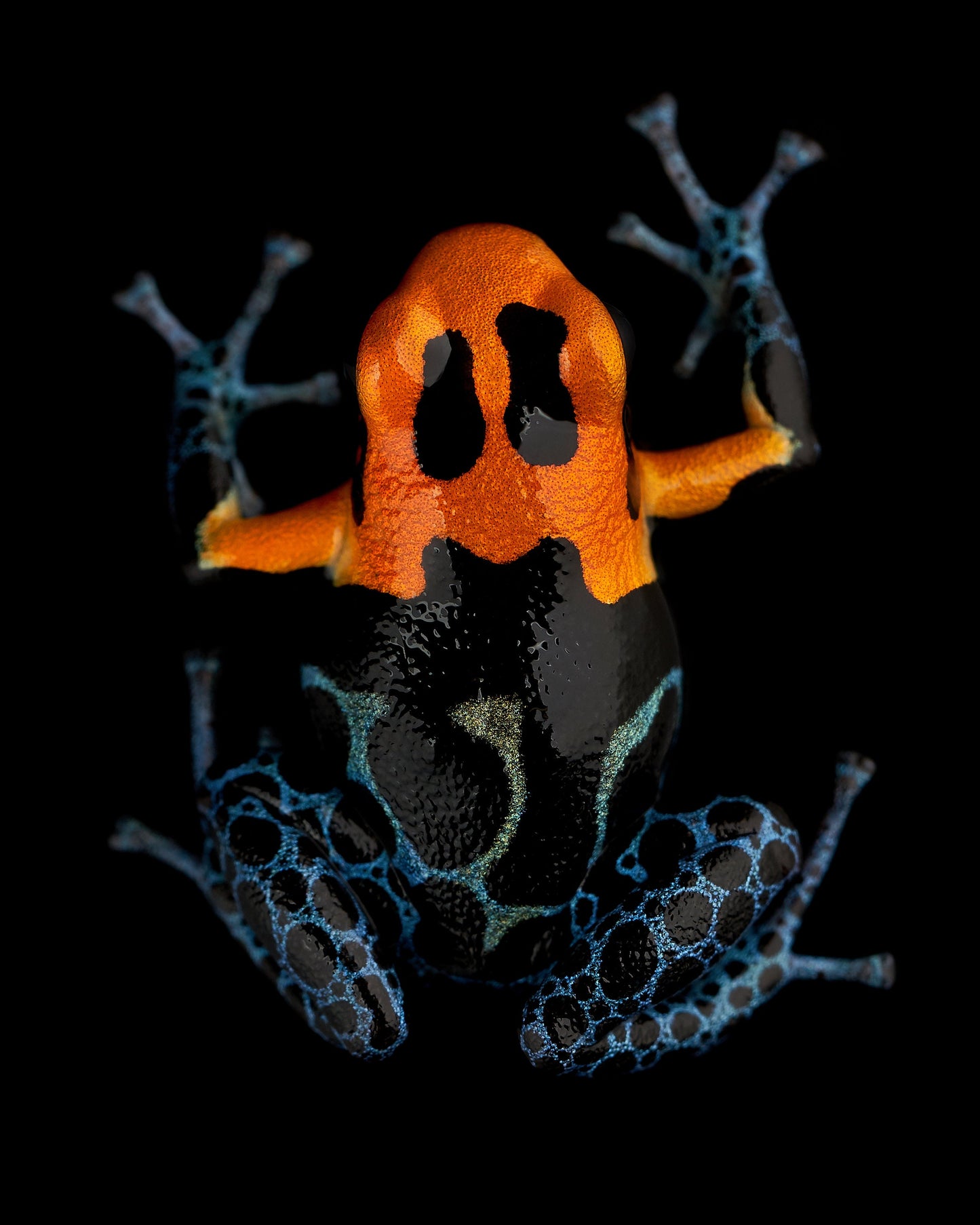 Ranitomeya fantastica 4