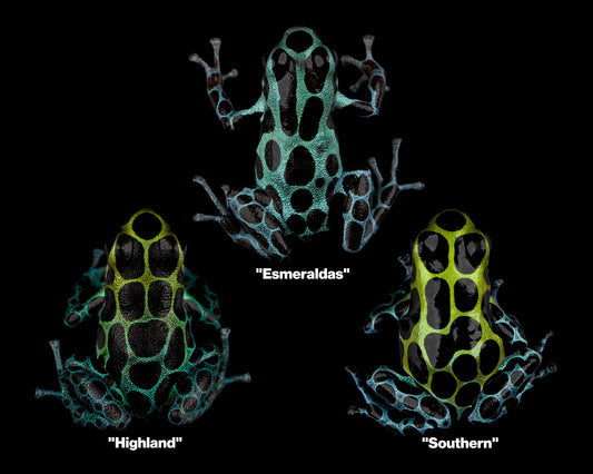 Ranitomeya Variabilis Group